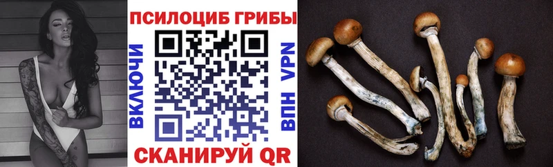 Псилоцибиновые грибы Psilocybe Купить где Партизанск